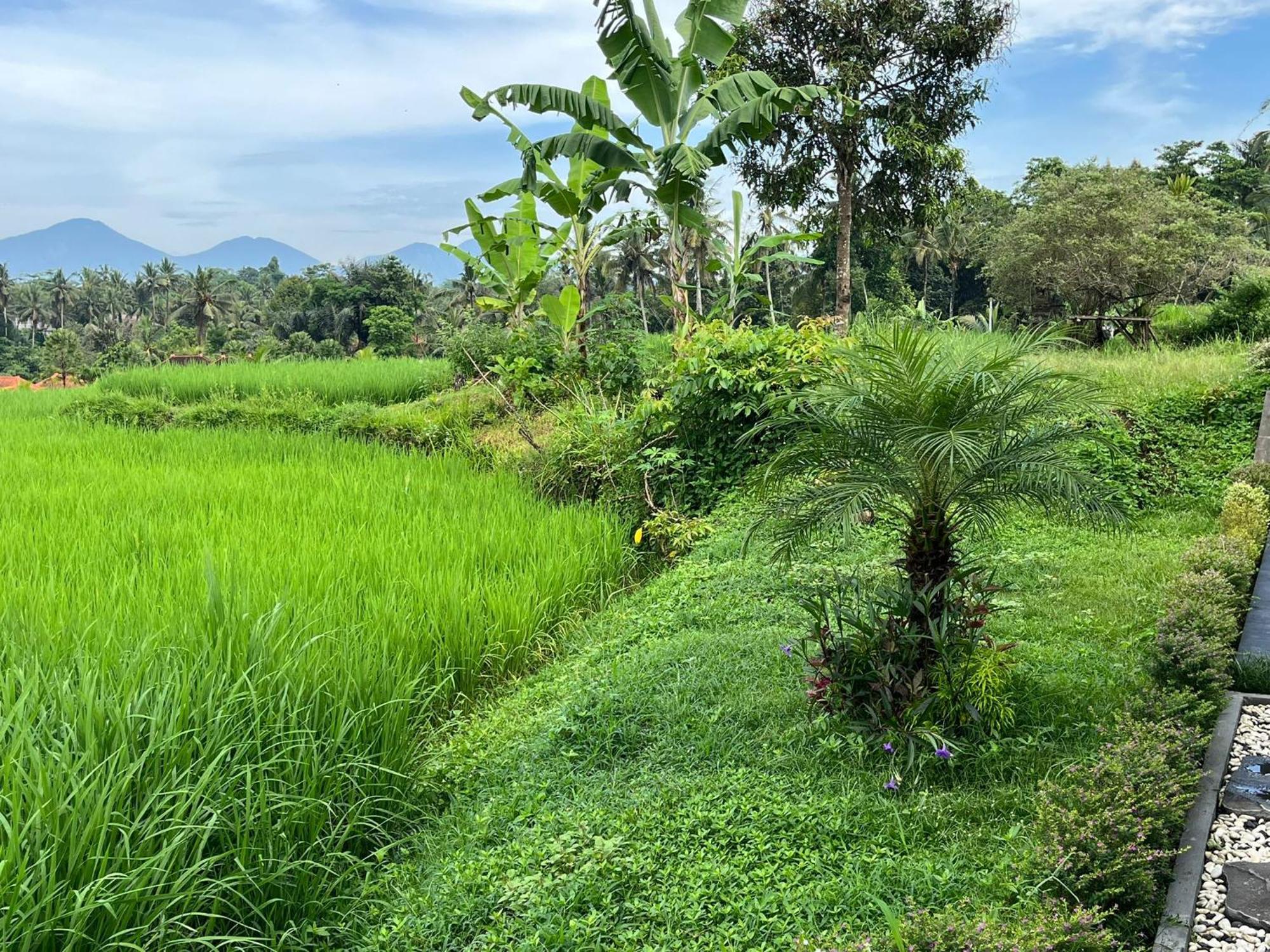 Maple Ridge Ubud Villas Экстерьер фото