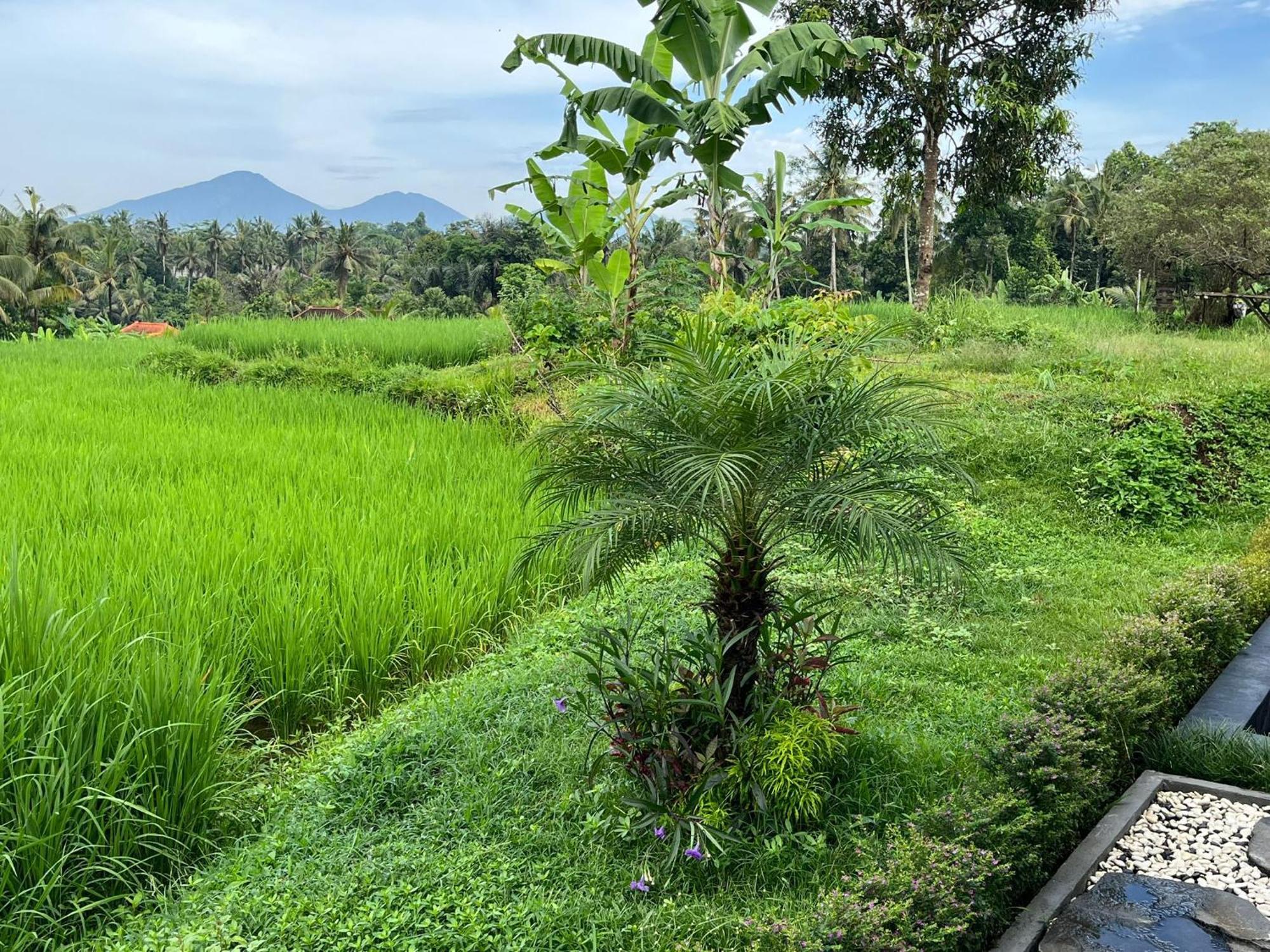 Maple Ridge Ubud Villas Экстерьер фото